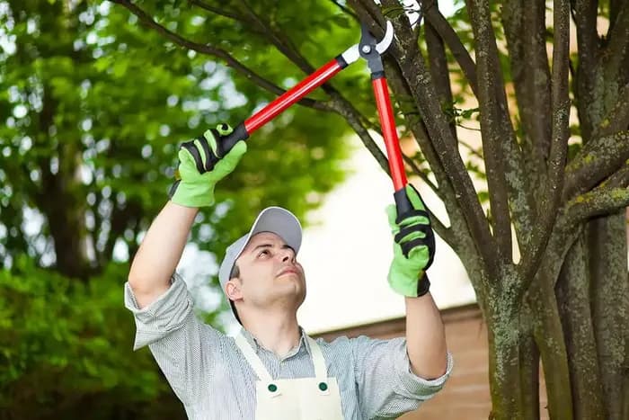 Keep Your Trees Healthy